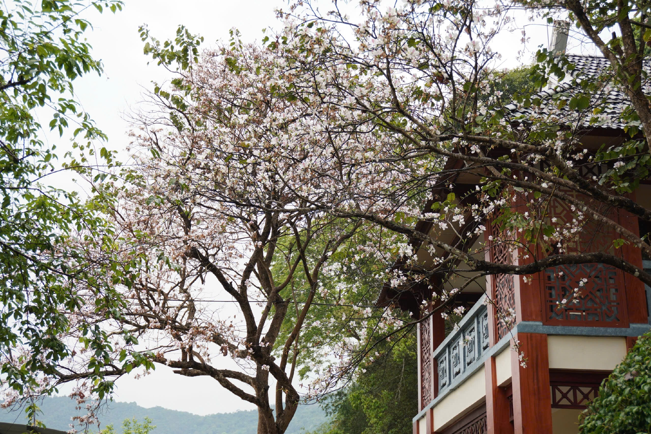 Điện Biên Phủ — ảnh 2
